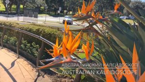 Strelitzia Сидней Стрелиция. A Bird of Paradise. Flower.