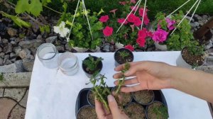 Черенкование хризантемы. Размножение хризантемы.