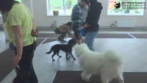 Занятие по дрессировке (группа начального послушания): обучение собак движению рядом. Тольятти, 2019