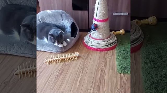 А у кошки глаза зеленые смотреть онлайн