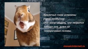 Кроличьи глаза устроены очень необычно