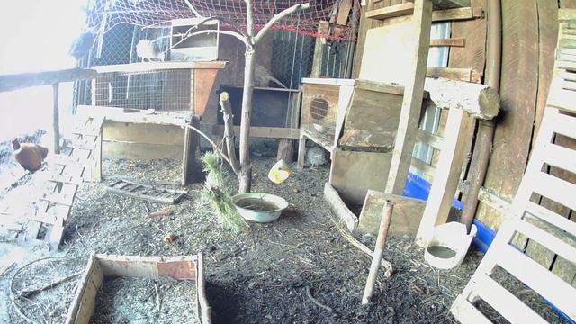 Фазаны способны нести больше 1 яйца за день. Натуральный корм решает! Чем кормить фазанов? смотреть онлайн