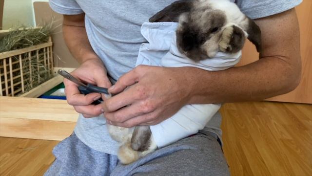 КОГТИ ПОДСТРИГЛИ И ВЫЧЕСАЛИ ШЕРСТЬ/ ДЕКОРАТИВНЫЙ КРОЛИК УХОД