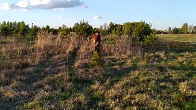 Гоним коров и быка в электропастух. Хитрый ход с быком.