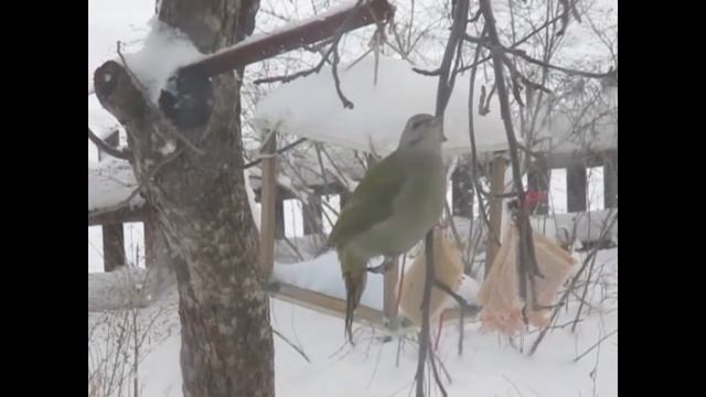 Зима. Птица на кормушке очень трогательно