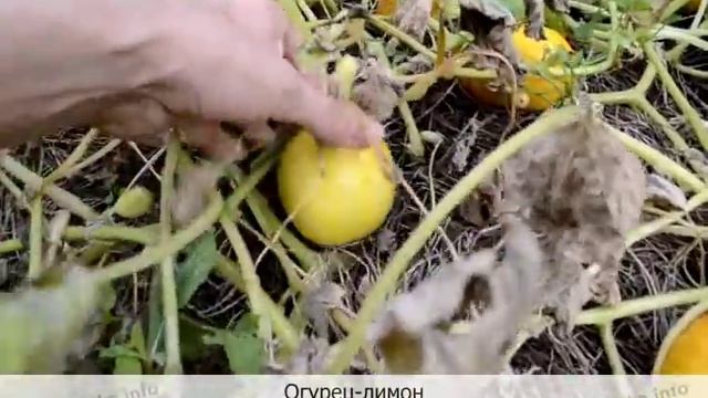 Огурец-лимон смотреть онлайн