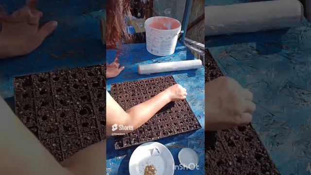 посадила семена в кассеты смотреть онлайн
