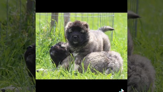 щенки кавказской овчарки смотреть онлайн