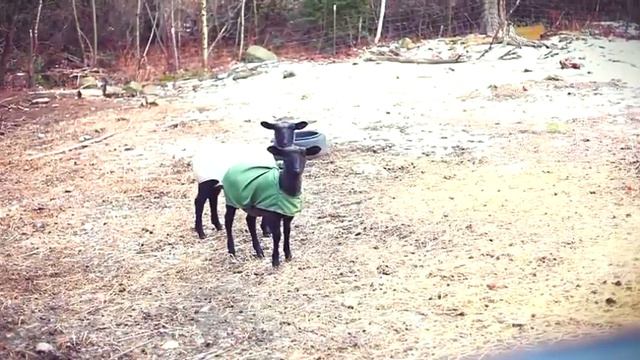 Бараньи вопли смотреть онлайн