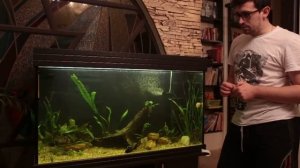 новый аквариум с цихлидами 200 литров. Запуск рыб. итоги запуска.