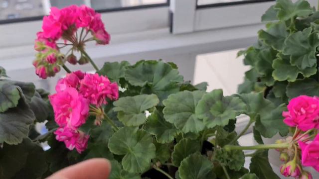 Общий видео обзор. Как пеларгония цветёт в марте смотреть онлайн