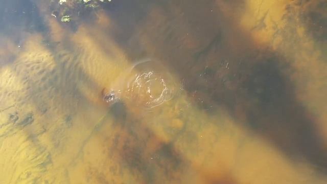 Поклёвка огромного тайменя вид с воздуха!