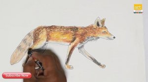 Fox Drawing II How to Draw Omnivores Animals II by Art JanaG