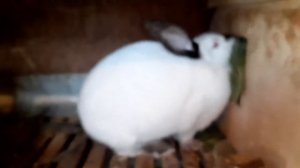 Как крольчиха делает гнездо, подготовка к окоту.