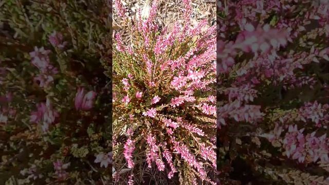 Наши черенки гортензий , хвойные, верески, хризантемы и гейхеры в видеообзоре. смотреть онлайн