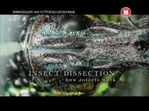 Вивисекция. Как устроены насекомые