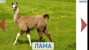 Учу слова: дикие животные!