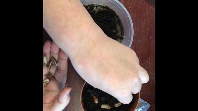 54. Сажаю семена фиников смотреть онлайн