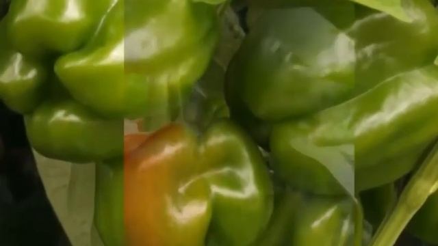 Самые урожайные и толстостенные гибриды болгарского перца