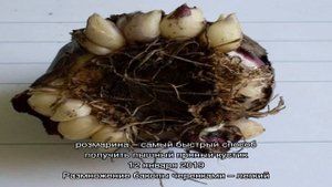 Размножение гиацинтов эффективным промышленным способом