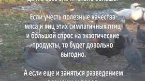 Разведение цесарок. Бизнес идея