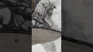 Тунгус 600 едет в снегу выше бубенчиков