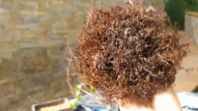 Бонсай без пересадки в течении 3-5 лет! Развитие мочикоми у бонсай. Mochikomi bonsai