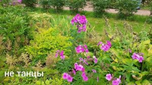 Ботанический сад МГУ на Воробьёвых горах. Флоксы.