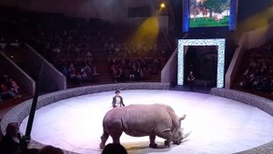 Носорог в цирке