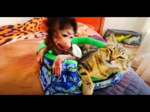 Люська нашла себе ЛИЧНОГО КОТА- им стал конечно же добряк Марсель!