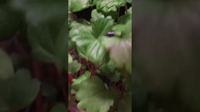 КОГДА СЕЯТЬ ЗЕМЛЯНИКУ смотреть онлайн