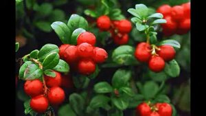 листья брусники применение в народной медицине рецепт