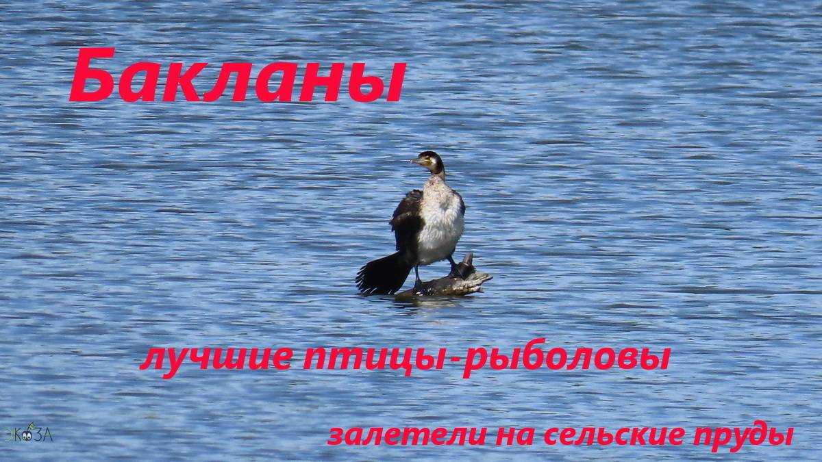 Лучшие птицы-рыболовы - бакланы. Стайка по дороге на юг задержалась на прудах в селе. 18.07.24