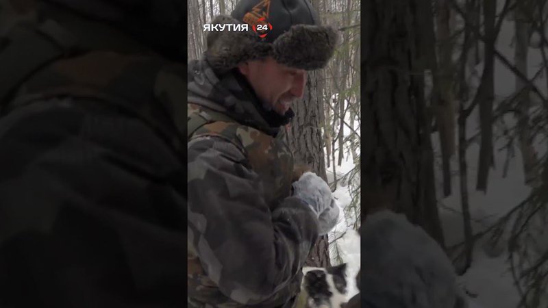 Первый соболь добыт!/The first sable has been caught! #якутия #россия #охота #cоболь #тайга