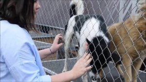 Посещение приюта  для собак  "Сострадание" в Нижнем Новгороде