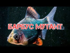 БАРБУС МУТАНТ . СОДЕРЖАНИЕ И РАЗВЕДЕНИЕ В АКВАРИУМЕ