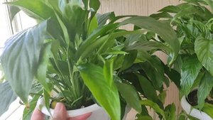 Спатифиллум, Как Спасти Растение