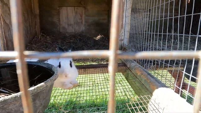 Выходной день в Америке. Американская ферма смотреть онлайн