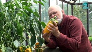 Итальянские перцы гиганты