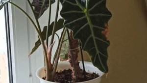 Алоказия зацвела/Детка мощнее материнского растения/Alokasia blooms/My flowers