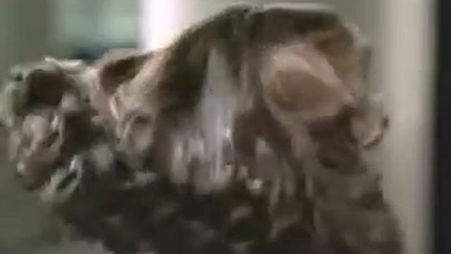 Shamtu Shampoo Commercial смотреть онлайн