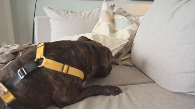 Игры для собак: как игрушки влияют на поведение собаки и ее отношения с хозяином? смотреть онлайн