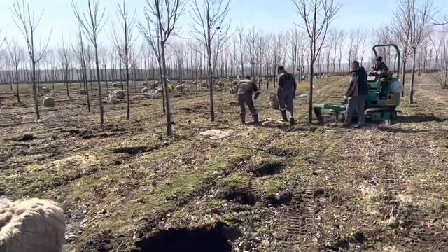 Выкопка крупномерного дерева с помощью Holmac. Клен остролистный «Дебора»,обхват 18-20 см, ком 70 с смотреть онлайн