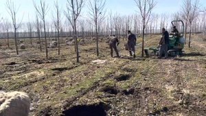 Выкопка крупномерного дерева с помощью Holmac. Клен остролистный «Дебора»,обхват 18-20 см, ком 70 с