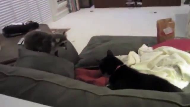 Страшный зверь енот. смотреть онлайн