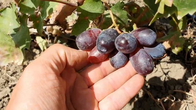 Новинки на прививках 2021 (часть 3) смотреть онлайн