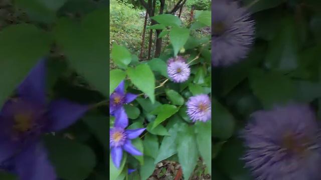 Clematis blooming - targeted individual