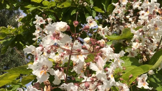 Indian bean tree (Catalpa bignonioides) - flowers - July 2017 смотреть онлайн