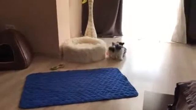 Костбар Шатц Чолли Флафф - Бивер мини мальчик