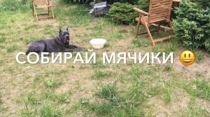 Дрессировка Кане Корсо